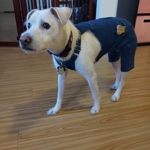 NWT Puppy Overalls